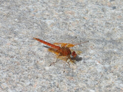 Orange-winged Dropwing