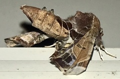 Eutelia pulcherrimus