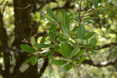 Ternstroemia gymnanthera