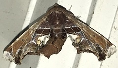 Eutelia pulcherrimus