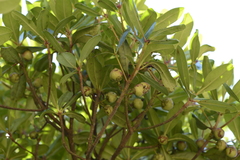 Ternstroemia gymnanthera