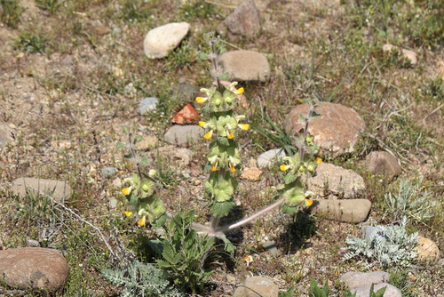Phlomoides isochila, photograph 2