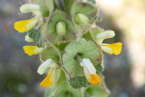 Phlomoides isochila, photograph 5