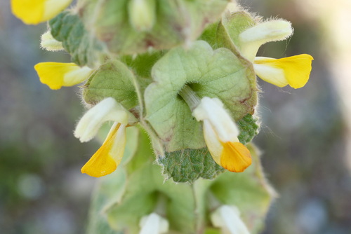 Phlomoides isochila, photograph 3