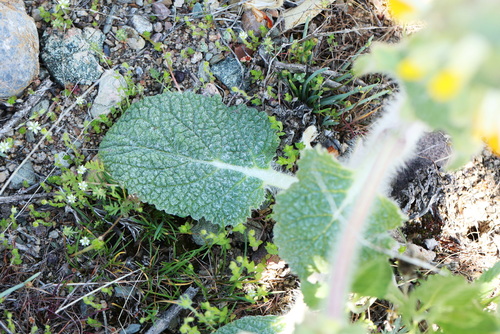 Phlomoides isochila, photograph 4