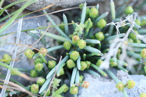 Ephedra regeliana, photograph 2