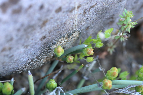 Ephedra regeliana
