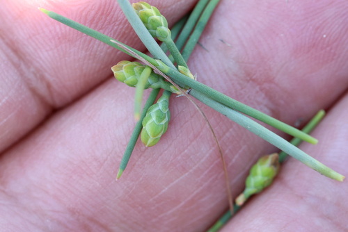 Ephedra regeliana, photograph 1