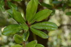 Ternstroemia gymnanthera
