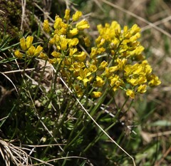 Draba aizoides