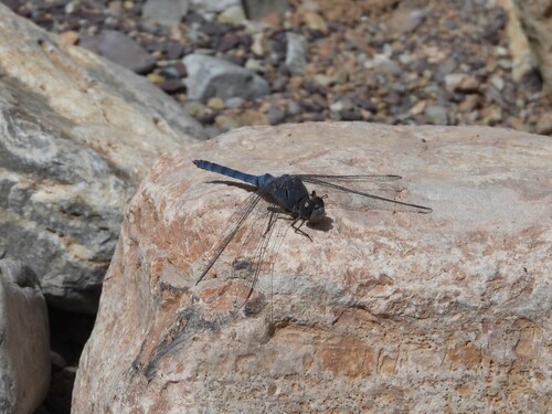 Orthetrum ransonnetii