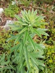 Echium tuberculatum