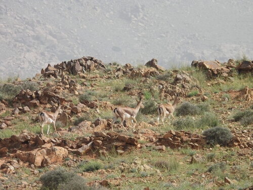 Cuvier's Gazelle