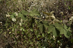 Rubus fairholmianus