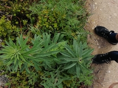 Echium tuberculatum