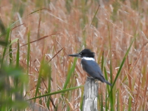 Alcedinidae image