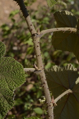 Rubus fairholmianus