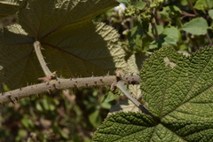 Rubus fairholmianus