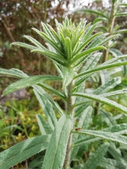 Echium tuberculatum