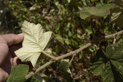 Rubus fairholmianus