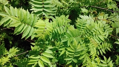 Sorbaria