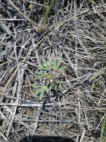 Lupinus pusillus, photograph 6