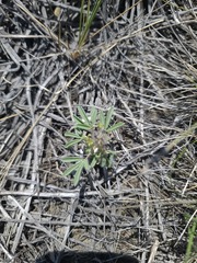 Lupinus pusillus, photograph author not stated, no rights reserved