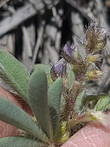 Lupinus pusillus, photograph 2