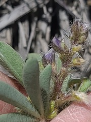 Lupinus pusillus, photograph author not stated, no rights reserved