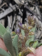Lupinus pusillus, photograph author not stated, no rights reserved