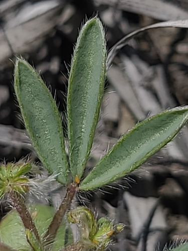 Lupinus pusillus, photograph 1