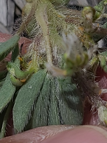 Lupinus pusillus, photograph 4