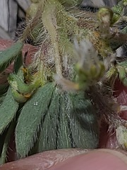 Lupinus pusillus, photograph author not stated, no rights reserved