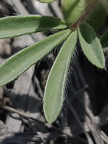 Lupinus pusillus, photograph 5