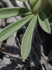 Lupinus pusillus, photograph author not stated, no rights reserved