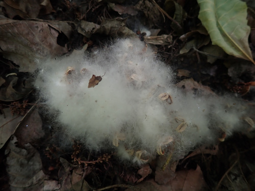 Populus heterophylla, photograph 5