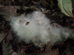 Populus heterophylla, photograph (c) Evan M. Raskin, some rights reserved (CC BY)