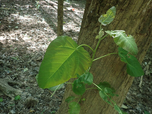 Populus heterophylla, photograph 3