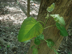 Populus heterophylla, photograph (c) Evan M. Raskin, some rights reserved (CC BY)