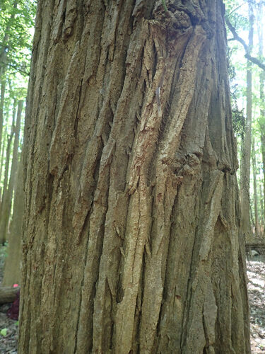 Populus heterophylla, photograph 4