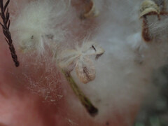 Populus heterophylla, photograph (c) Evan M. Raskin, some rights reserved (CC BY)
