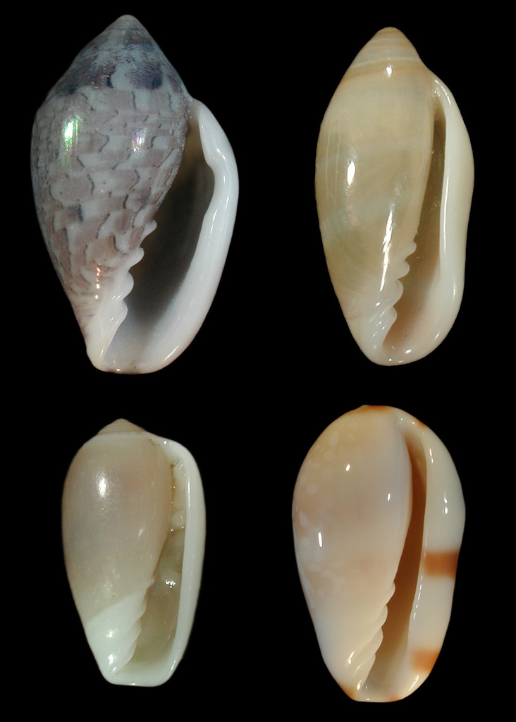 Margin Shells