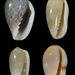 Margin Shells - Photo (c) Pjsouza, some rights reserved (CC BY-SA)