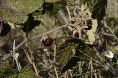 Rubus fairholmianus
