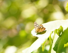 Heteronympha banksii