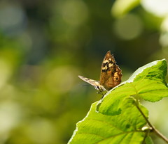 Heteronympha banksii
