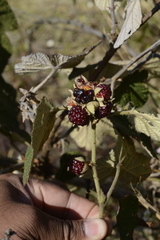 Rubus fairholmianus