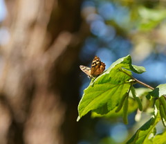 Heteronympha banksii