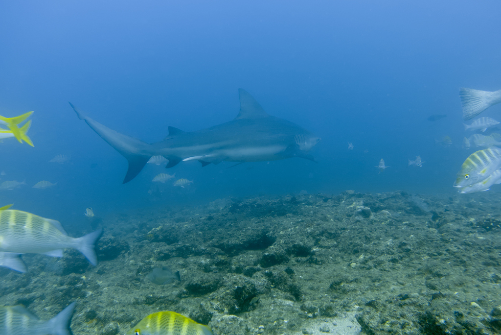 Bull shark swimming above a rocky reef with sergeant major fish