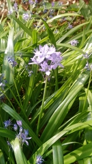 Scilla bithynica